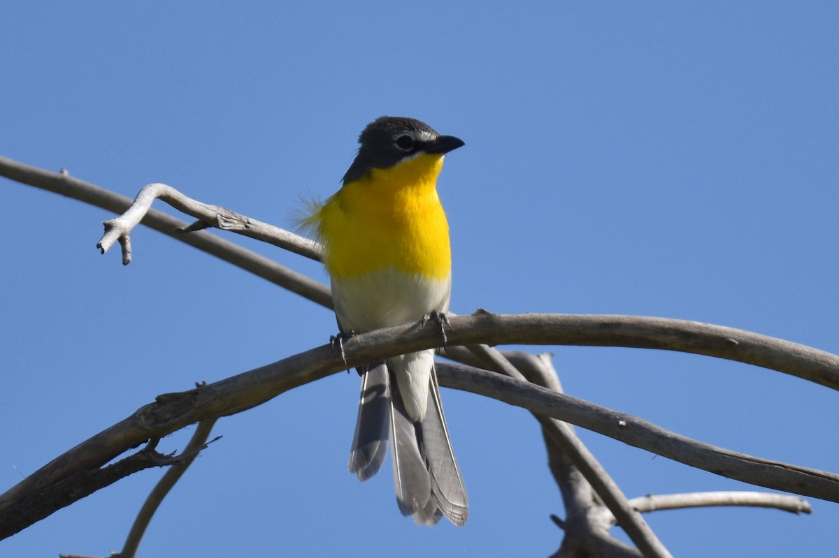 Yellow-breasted Chat - ML618823124
