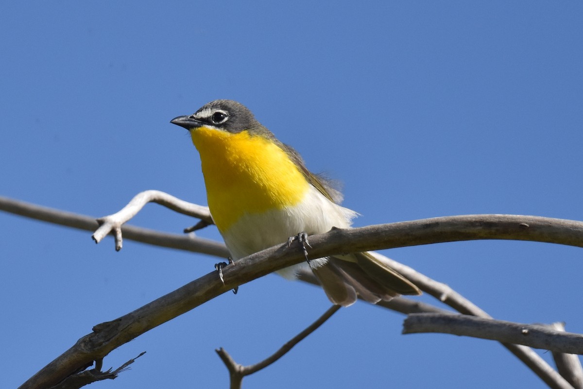 Yellow-breasted Chat - ML618823125