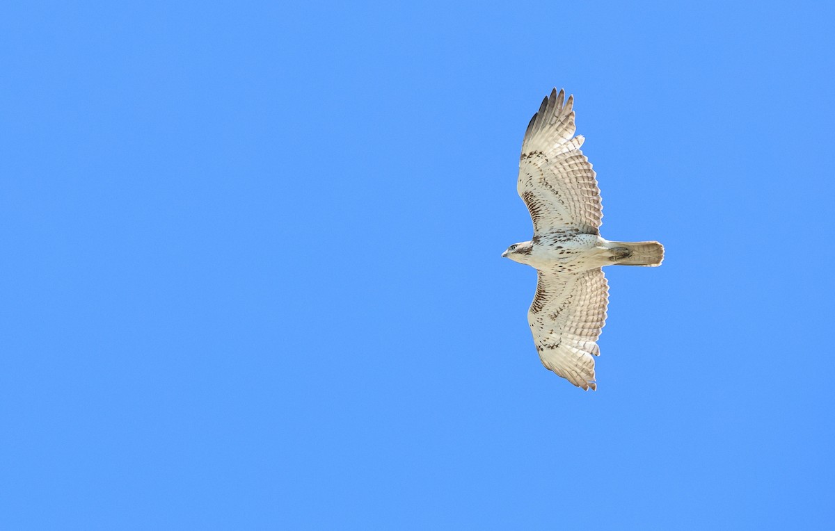 Red-tailed Hawk - ML618823139