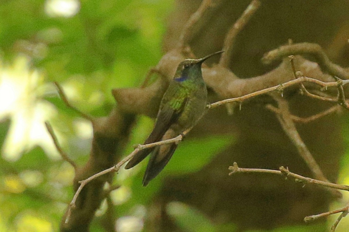 kolibřík zelený - ML618823150