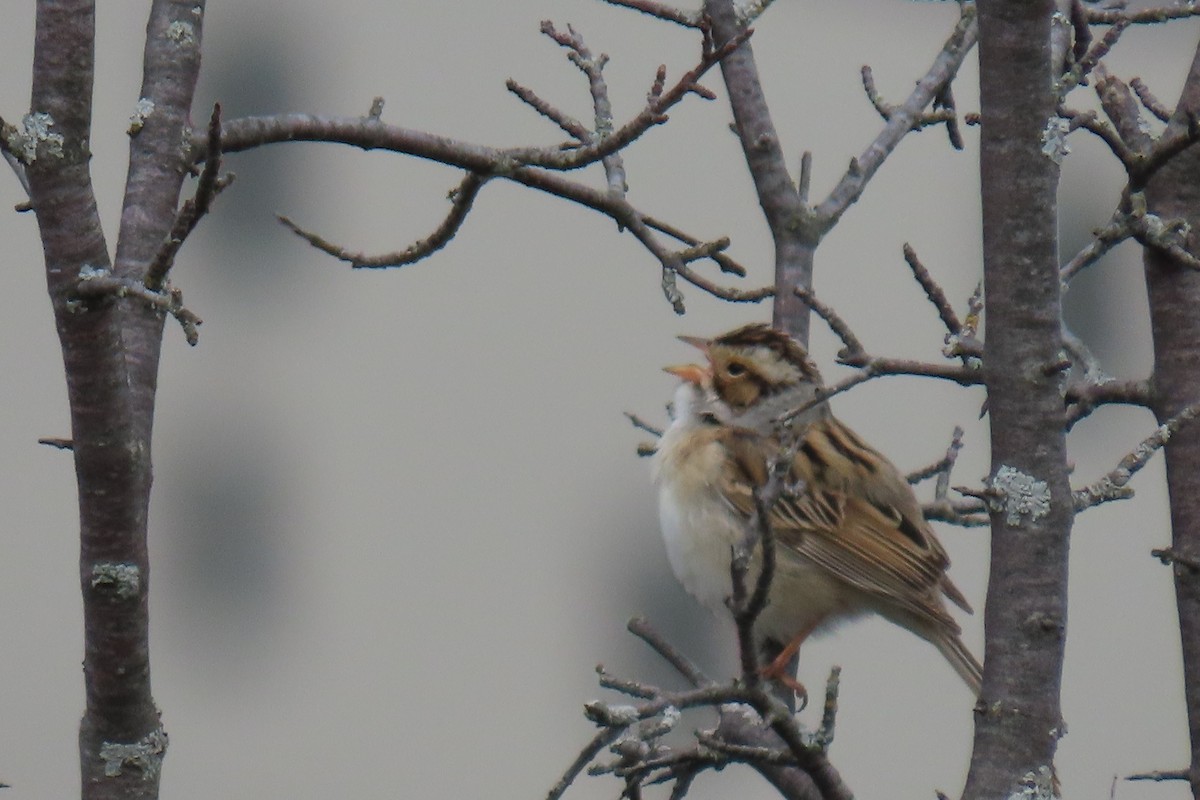 Clay-colored Sparrow - ML618823155