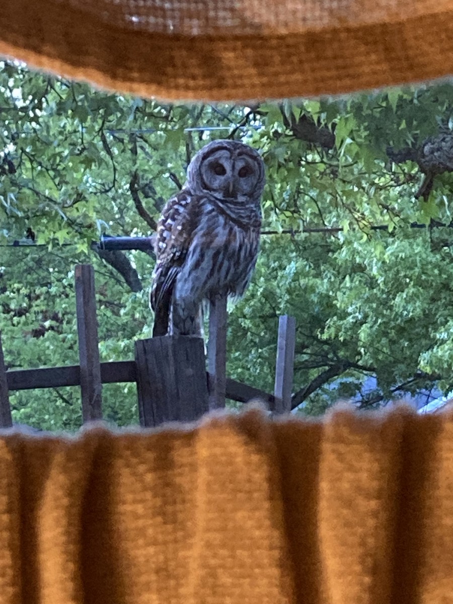 Barred Owl - Joyce Fry