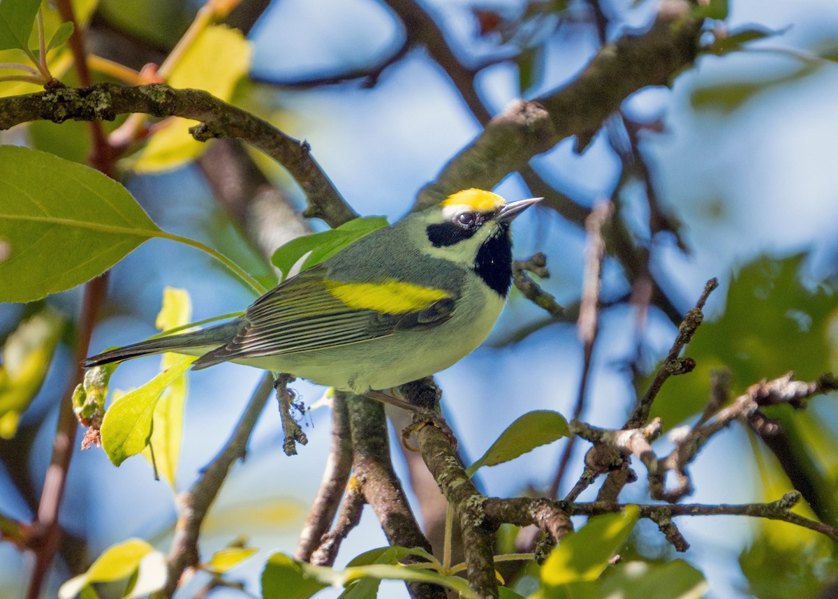 Golden-winged Warbler - Dori Eldridge