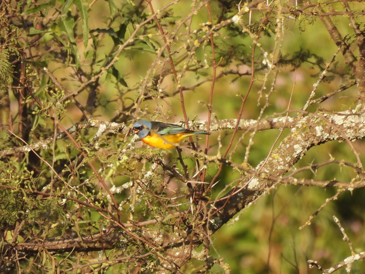 Blue-and-yellow Tanager - ML618823193