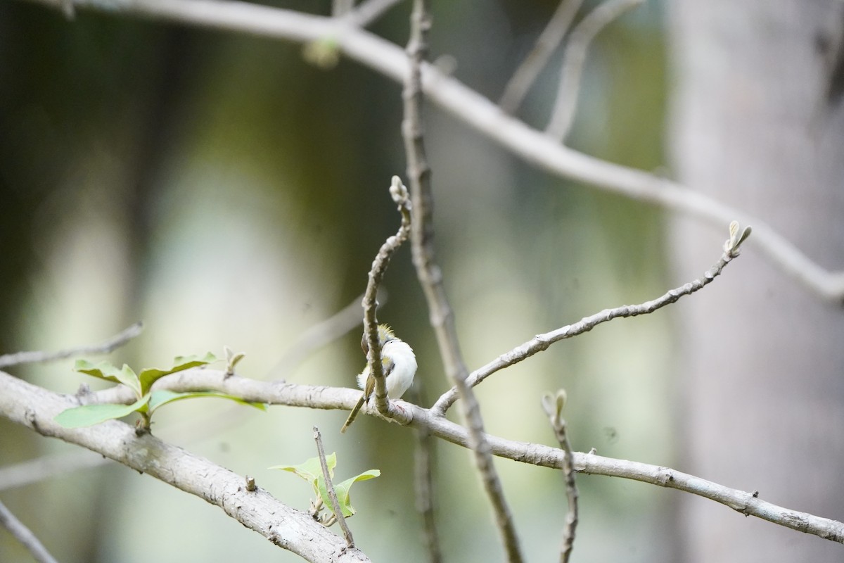 Common Tailorbird - Anup Prakash