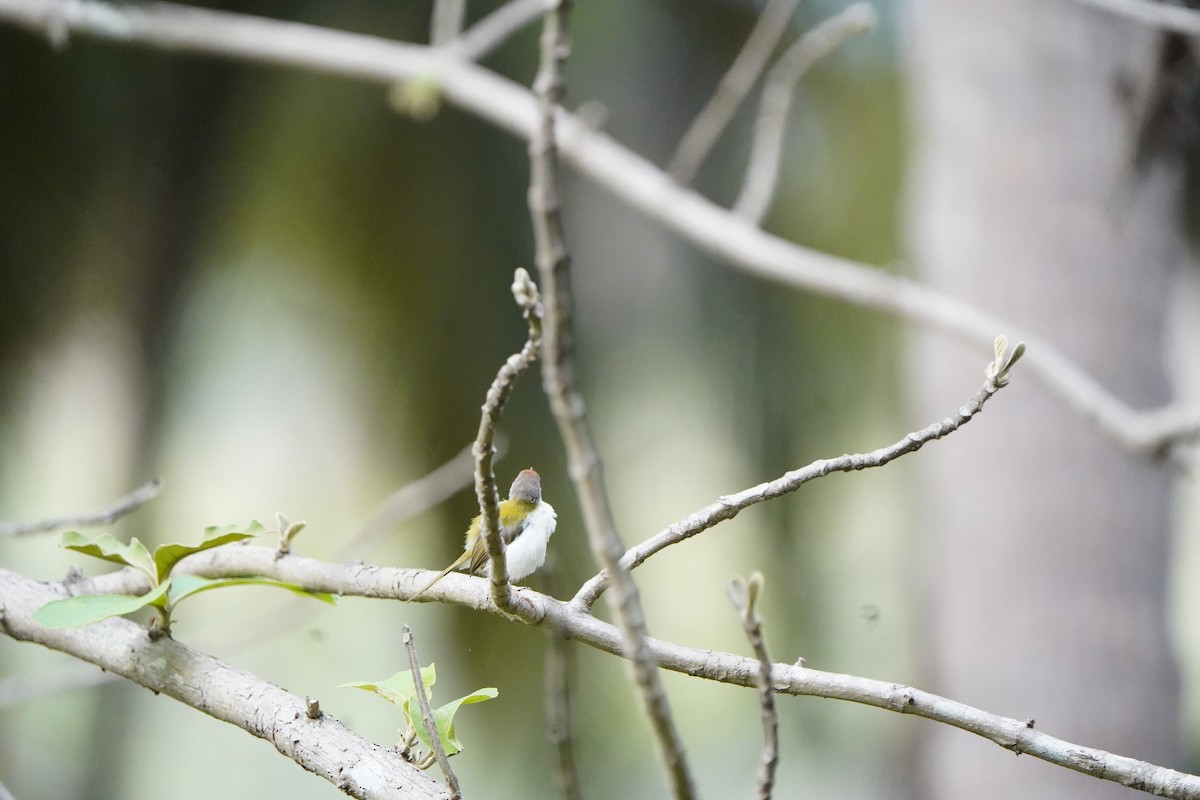 Common Tailorbird - Anup Prakash
