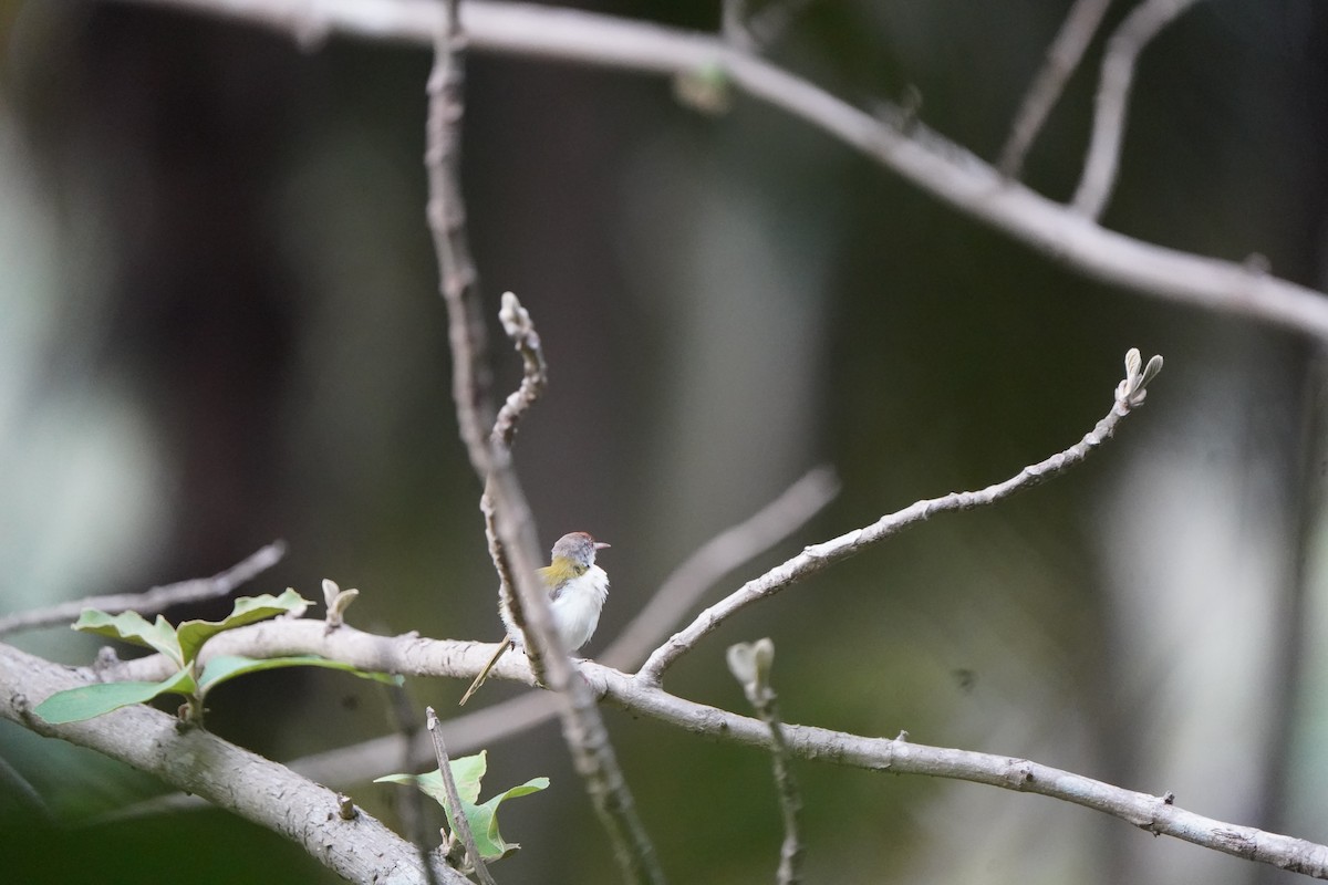 Common Tailorbird - ML618823213