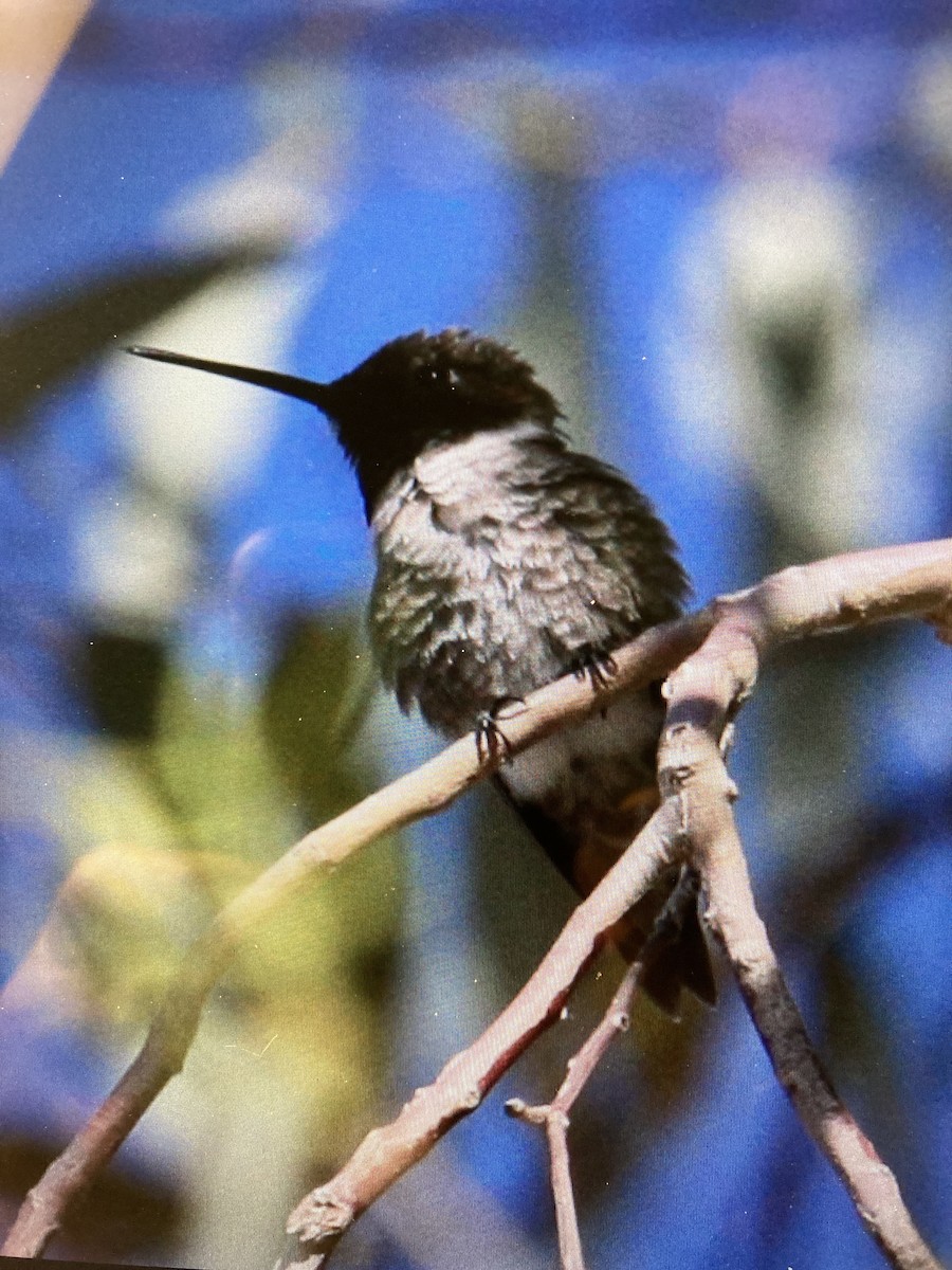 Black-chinned Hummingbird - Cindy Baisden