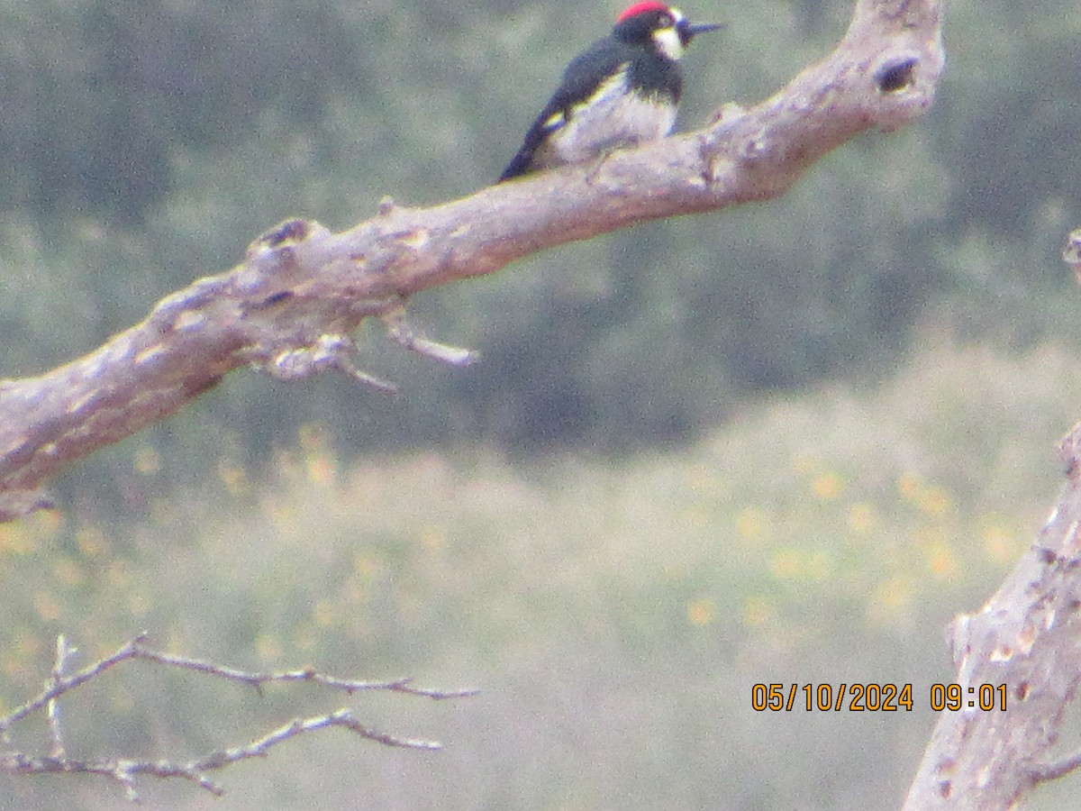 Acorn Woodpecker - ML618823291