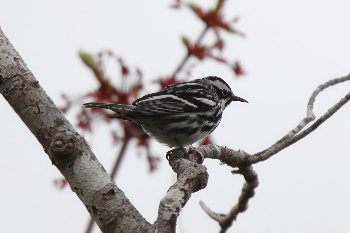 Black-and-white Warbler - ML618823320