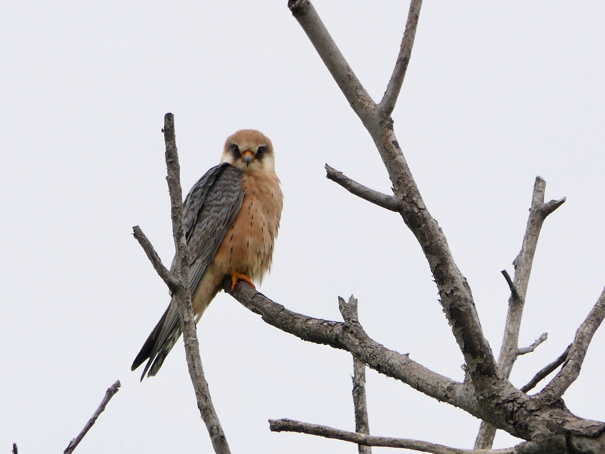 Red-footed Falcon - ML618823331