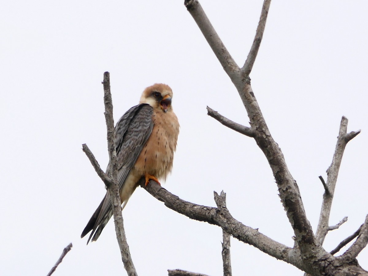 Red-footed Falcon - Hein Prinsen