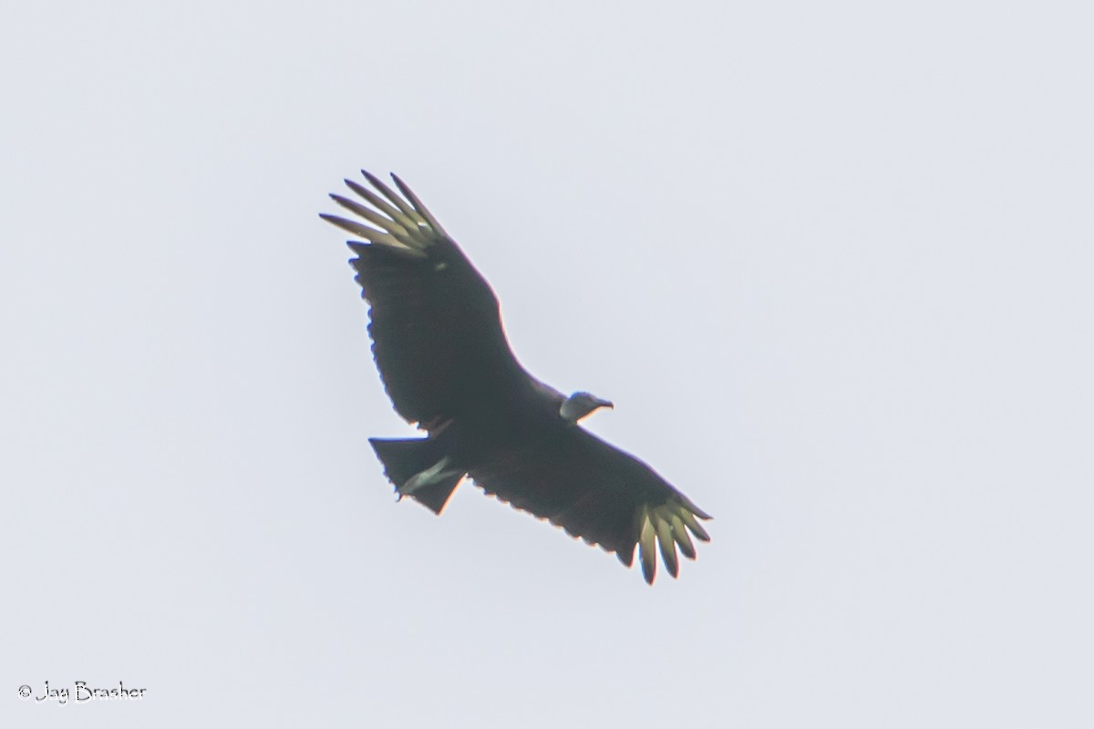 Black Vulture - ML618823342