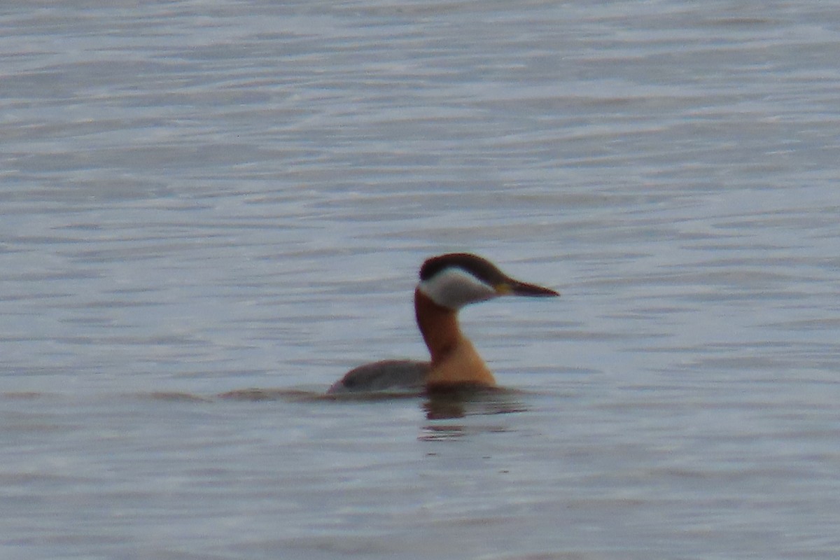 Red-necked Grebe - ML618823349