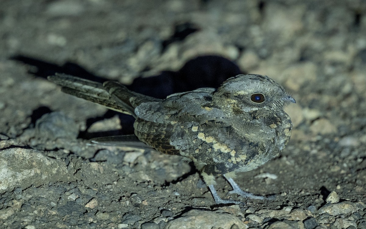 Slender-tailed Nightjar - Lizabeth Southworth