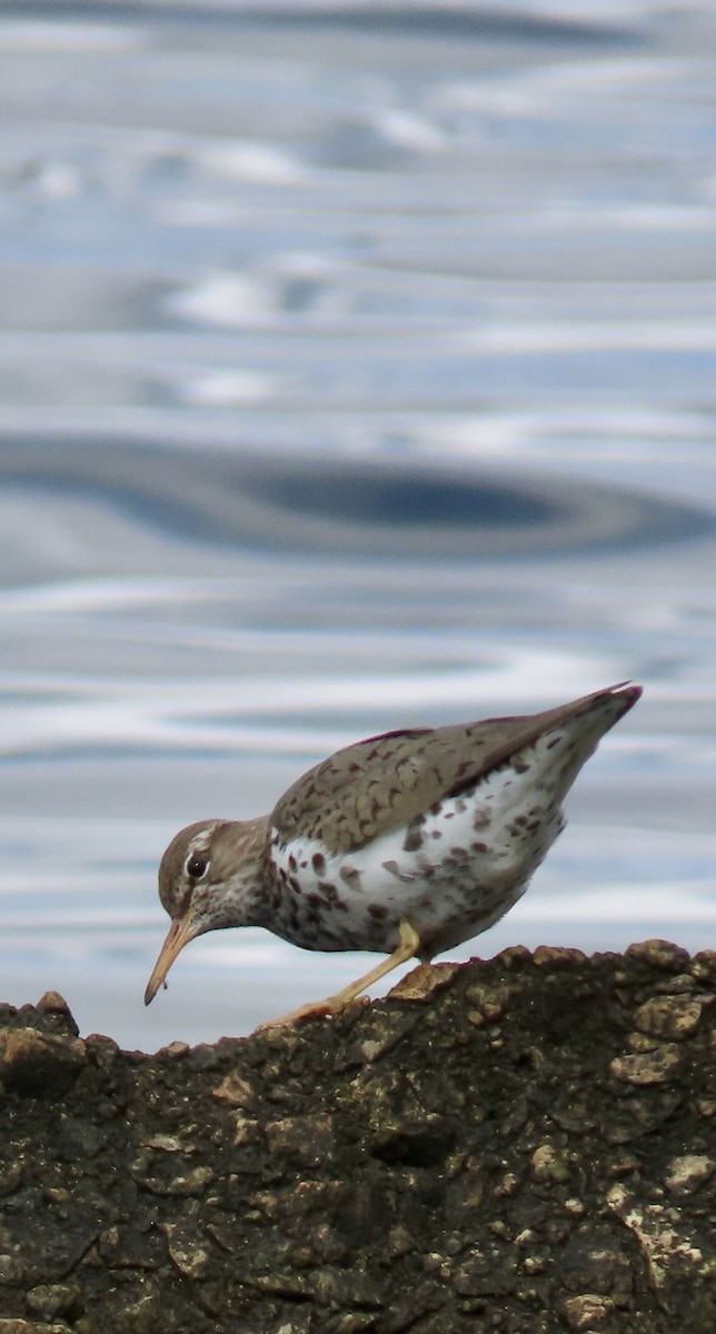 Spotted Sandpiper - Tom & Anna Leith