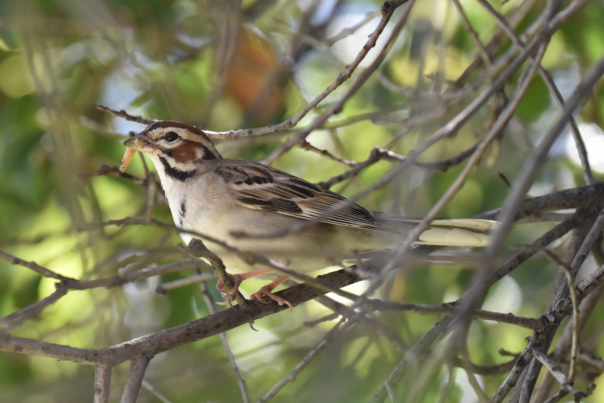 Lark Sparrow - Naresh Satyan