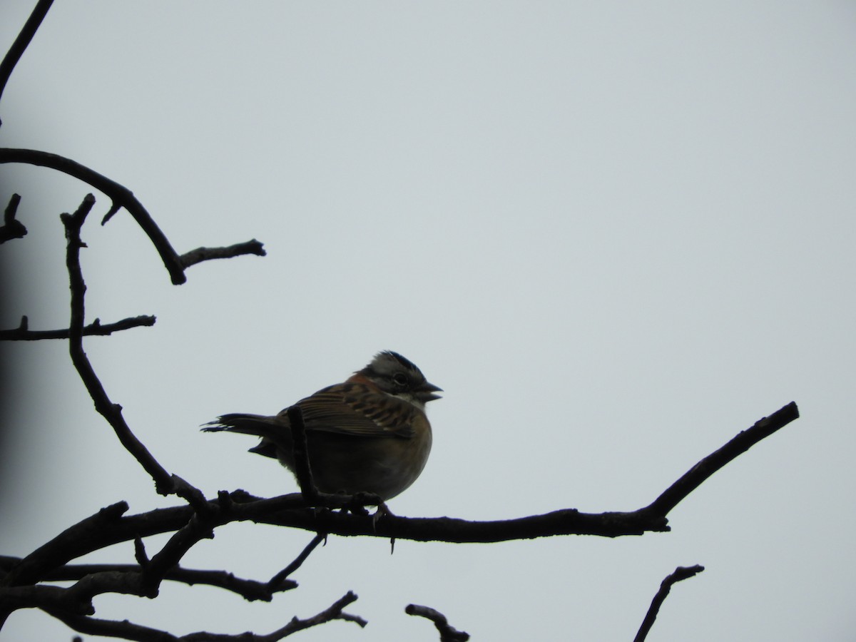 Rufous-collared Sparrow - Silvia Enggist