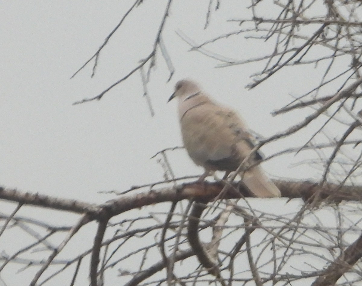Eurasian Collared-Dove - Sait YALÇIN