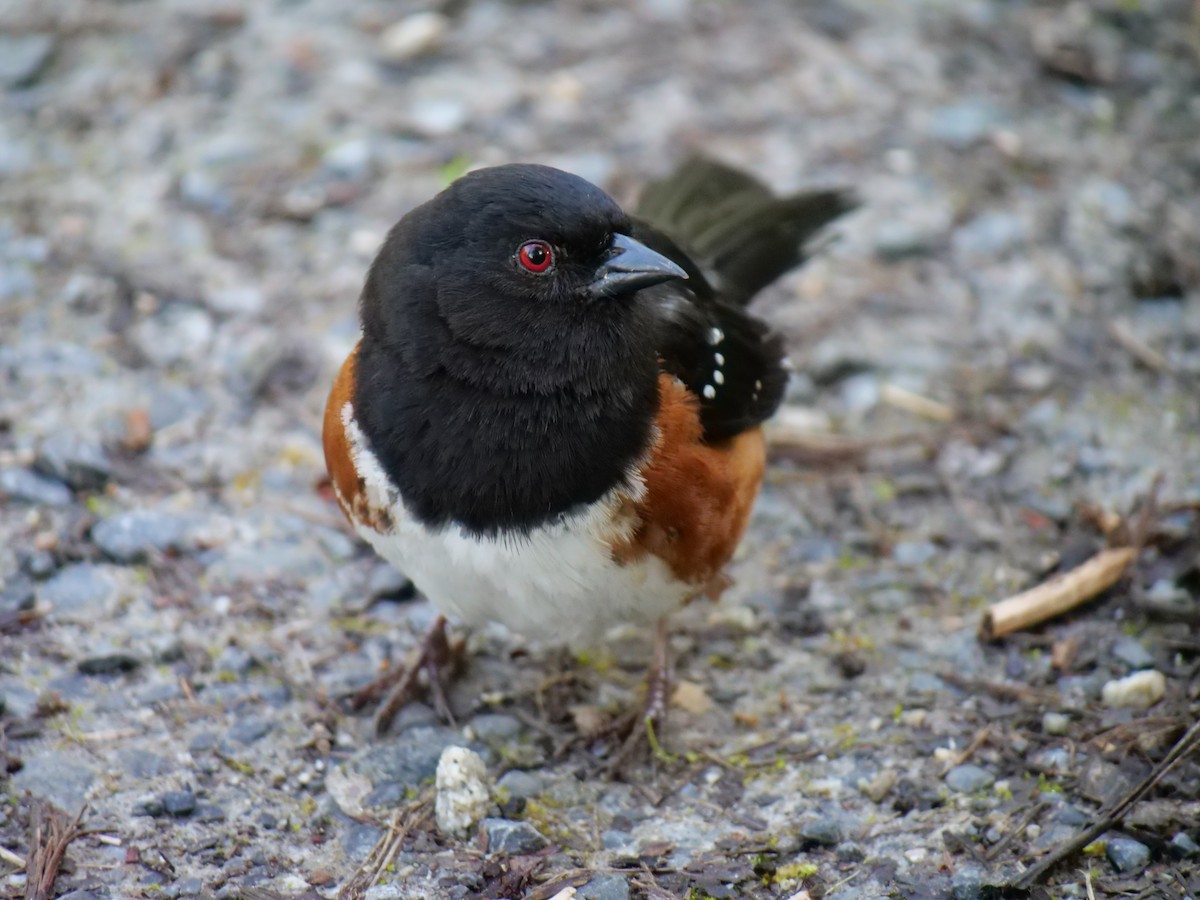 Spotted Towhee - Jan Bryant