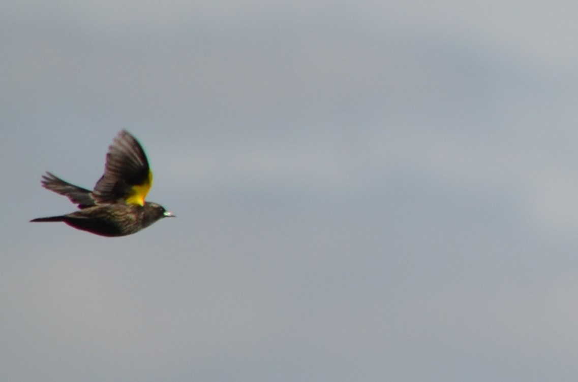 Yellow-winged Blackbird - silvia sokolovsky