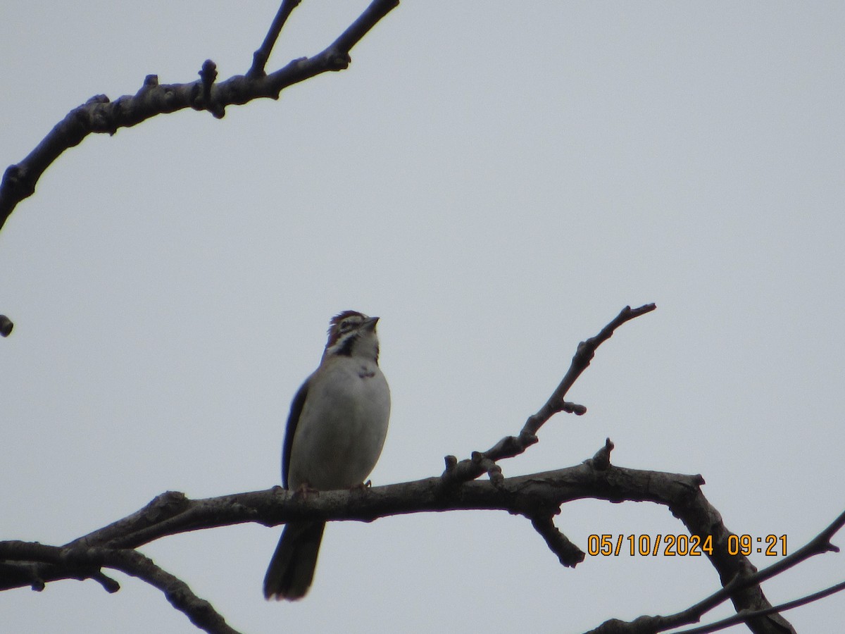Lark Sparrow - crdf bird