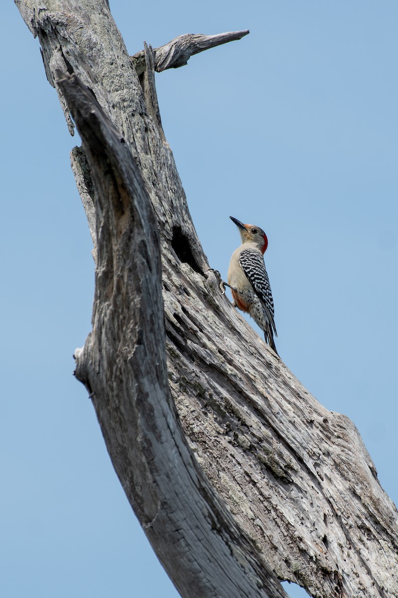 Red-bellied Woodpecker - ML618823649
