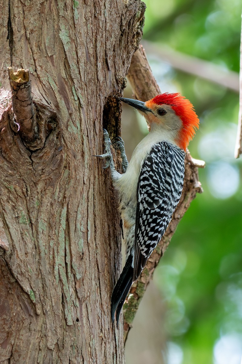 Red-bellied Woodpecker - ML618823651