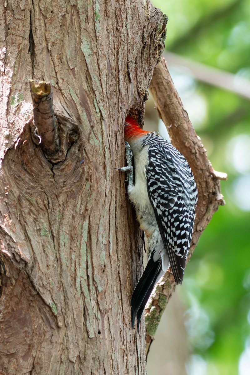 Red-bellied Woodpecker - Haemoglobin Dr