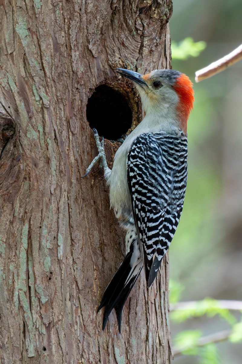 Red-bellied Woodpecker - ML618823653