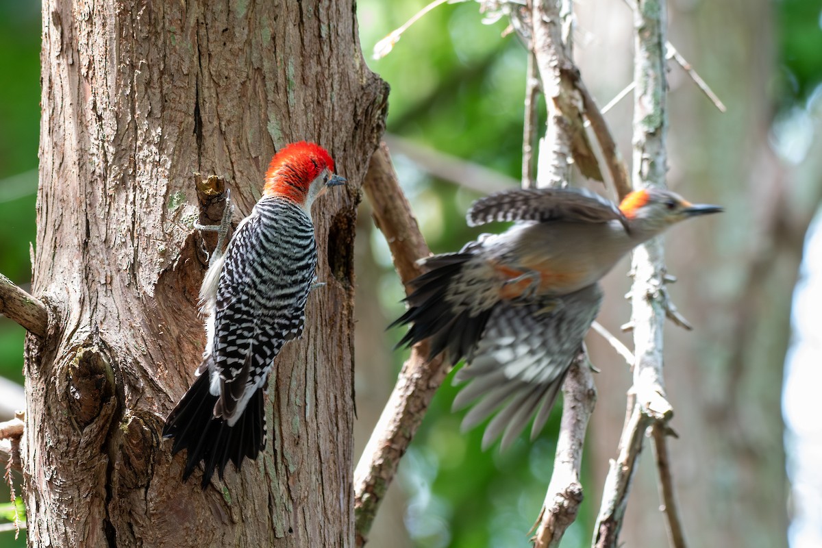 Red-bellied Woodpecker - ML618823655