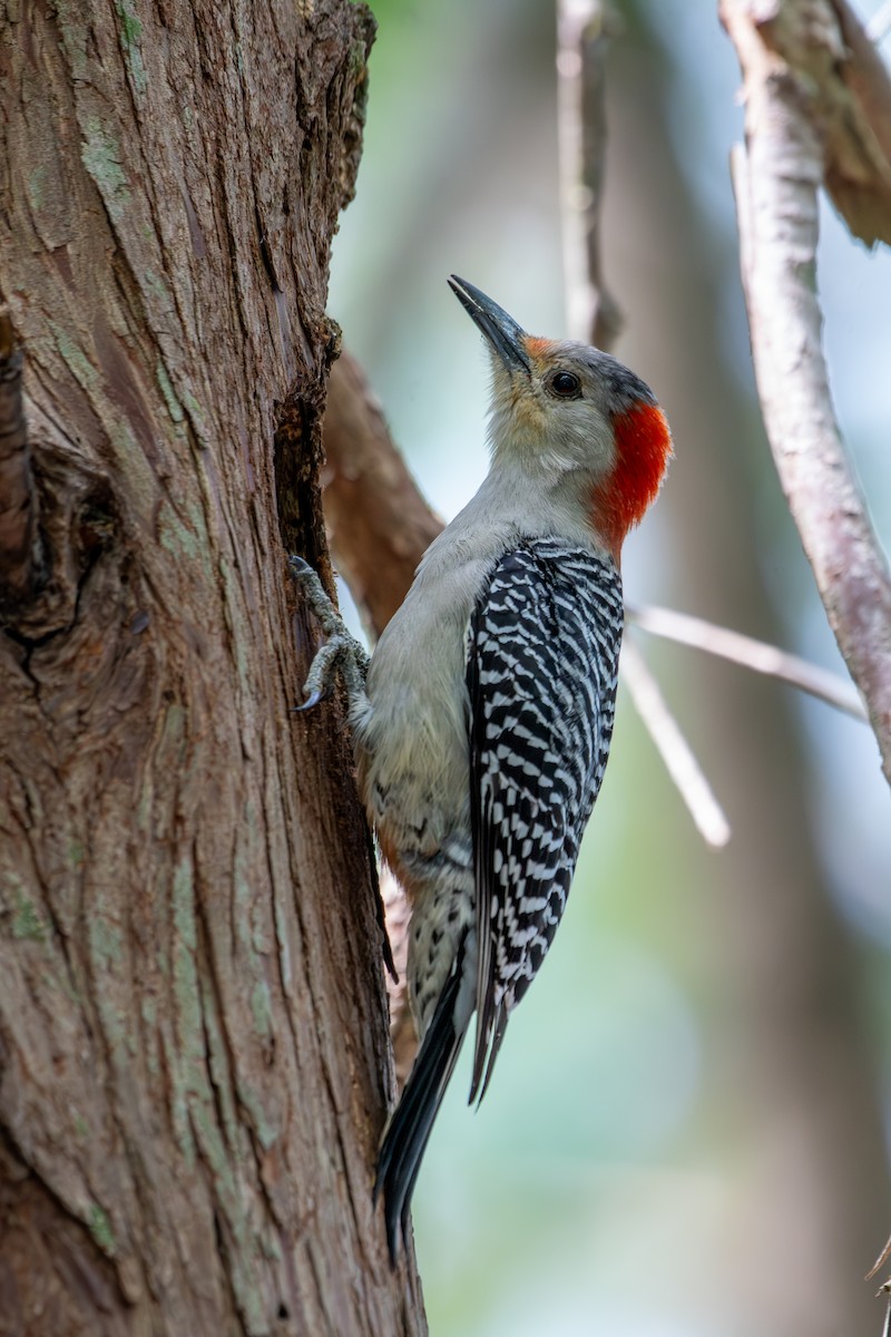 Red-bellied Woodpecker - Haemoglobin Dr