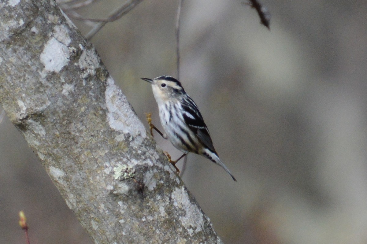 Black-and-white Warbler - ML618823669