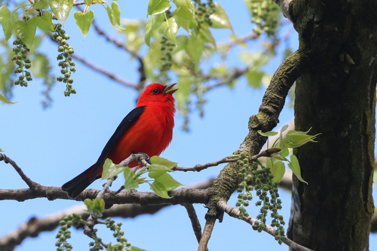 Scarlet Tanager - ML618823697