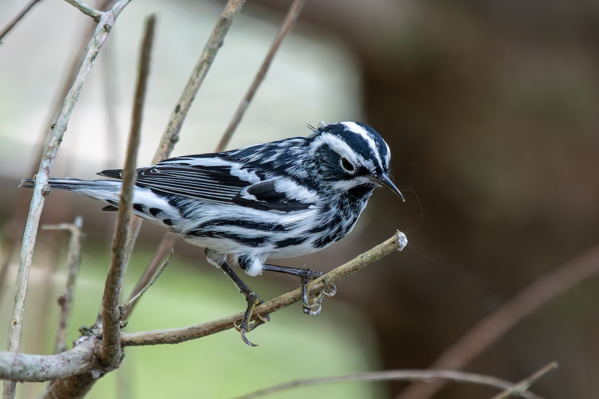 Black-and-white Warbler - ML618823783
