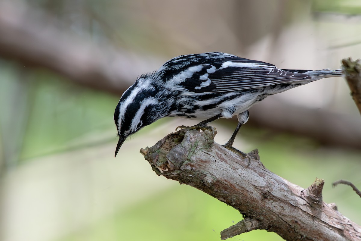 Black-and-white Warbler - ML618823784
