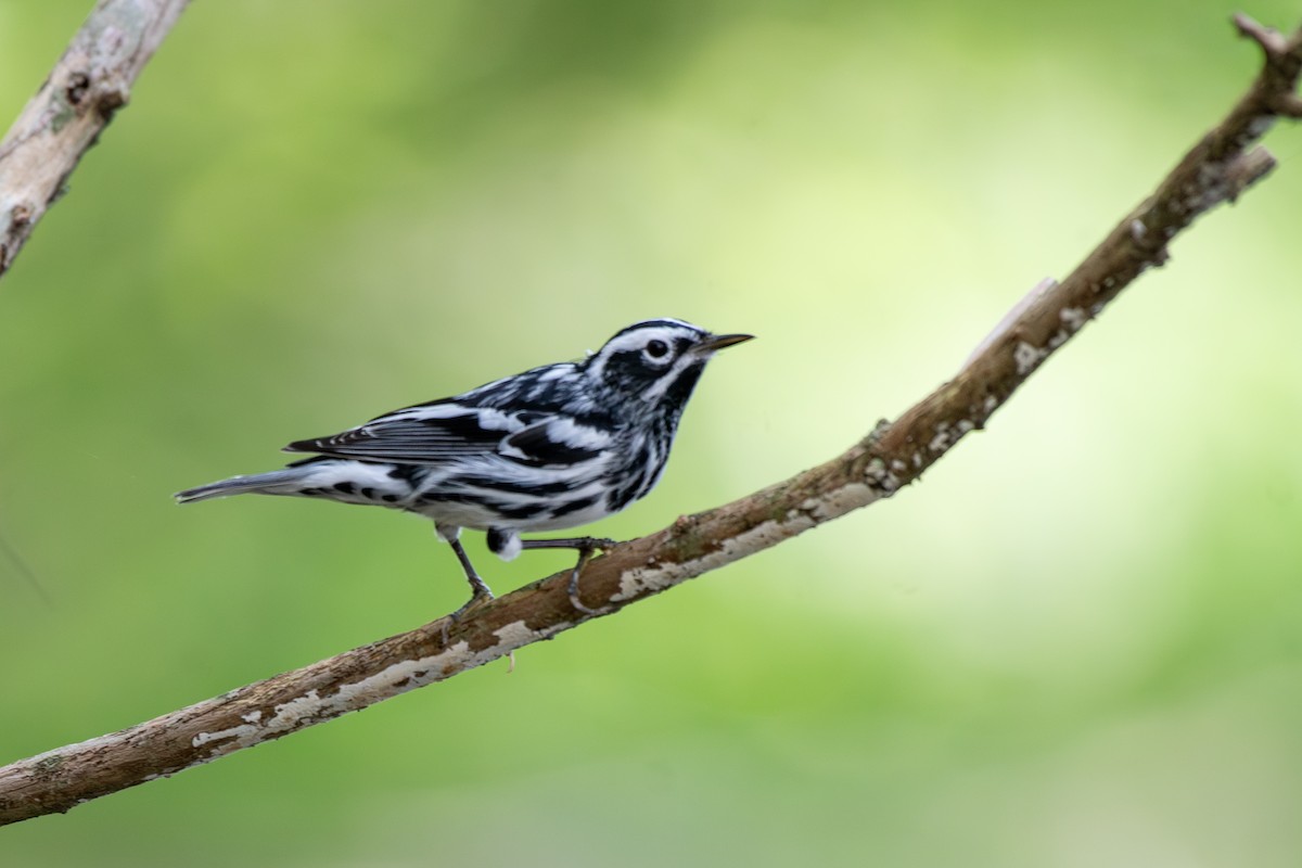 Black-and-white Warbler - ML618823785