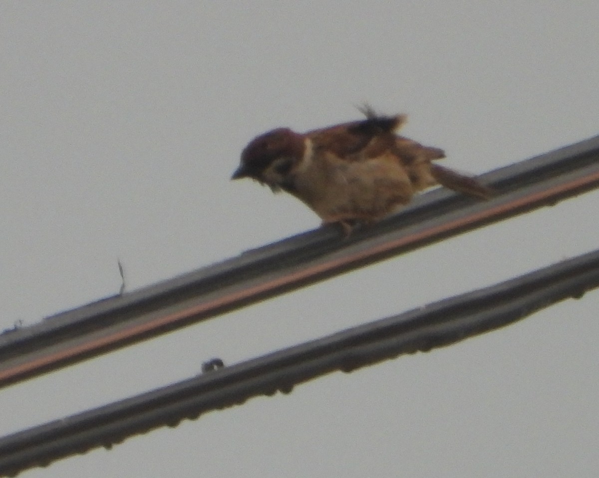 Spanish Sparrow - Sait YALÇIN