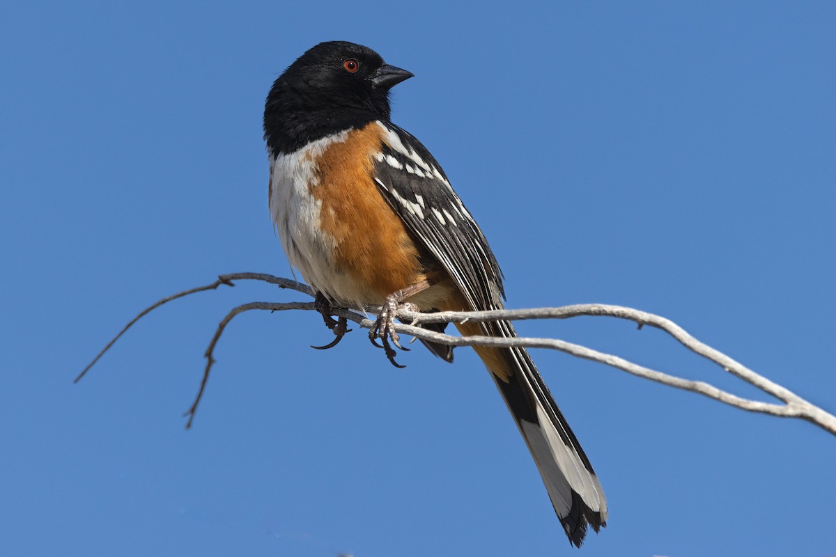 Spotted Towhee - ML618823826