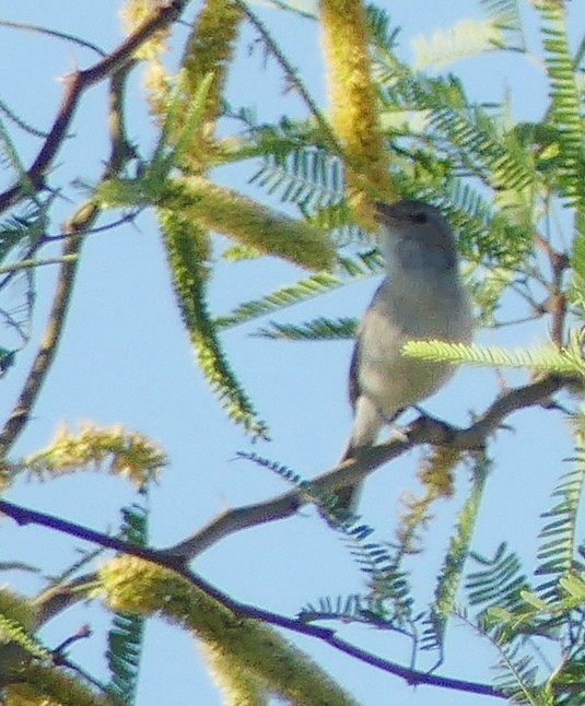 Bell's Vireo (Least) - barry mantell