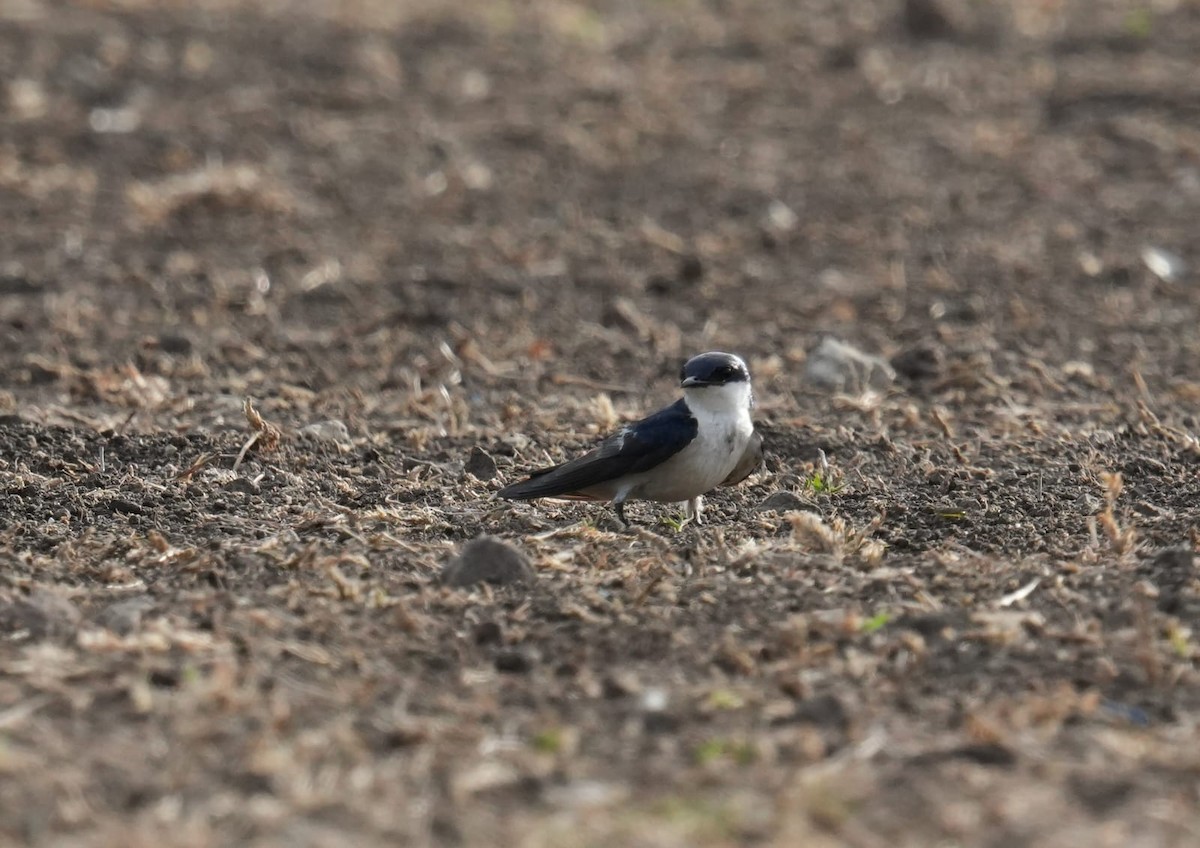White-winged Swallow - ML618823846