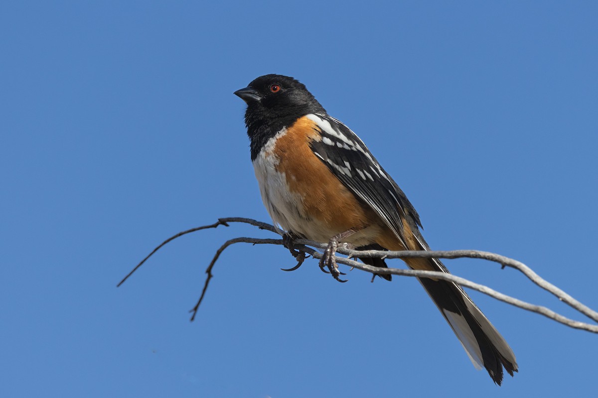 Spotted Towhee - ML618823847