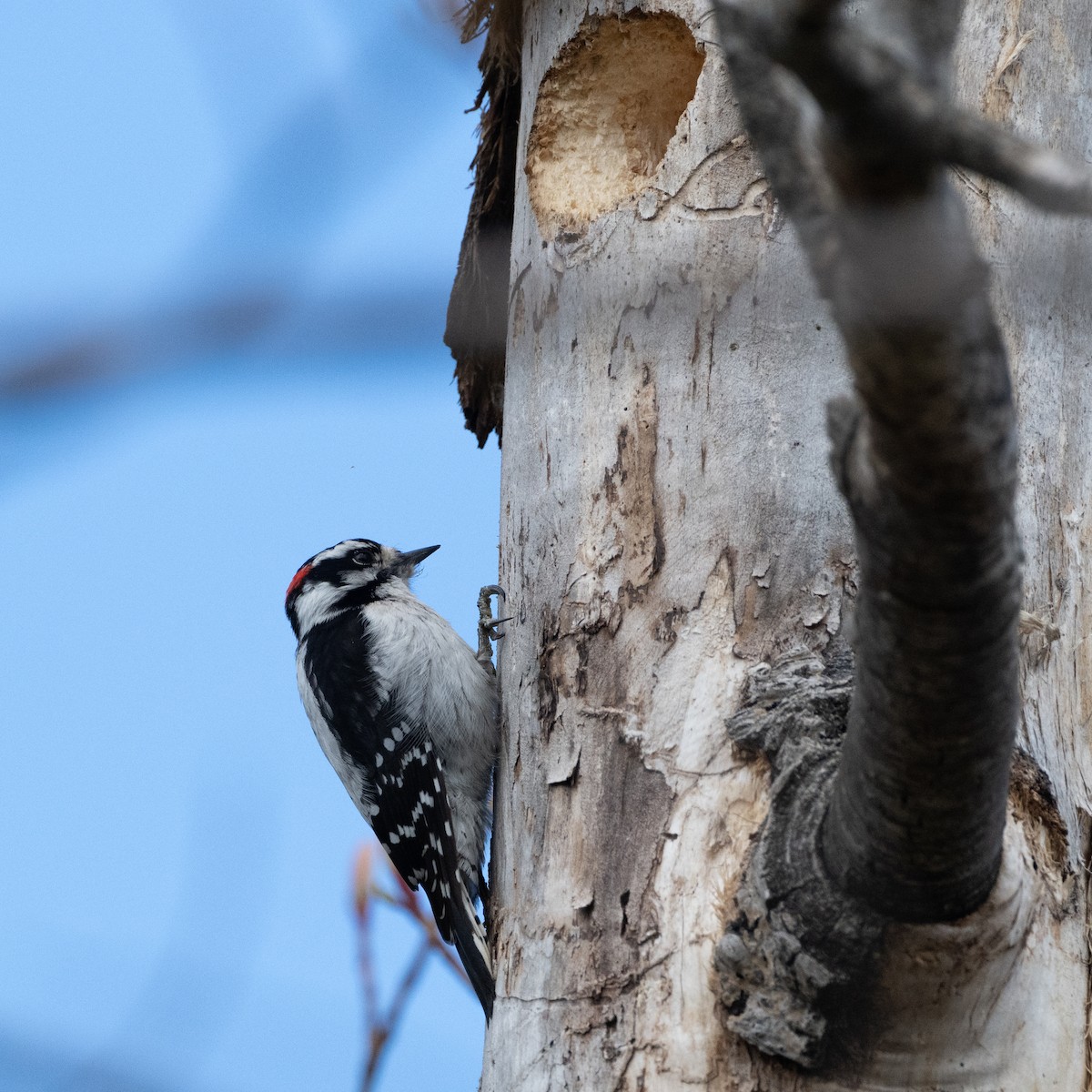 Downy Woodpecker - ML618823912