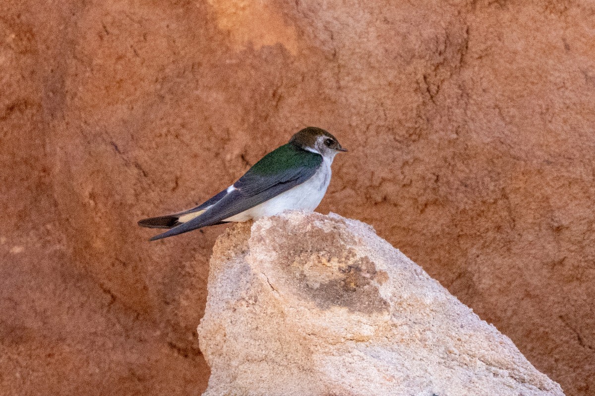 Violet-green Swallow - ML618823922