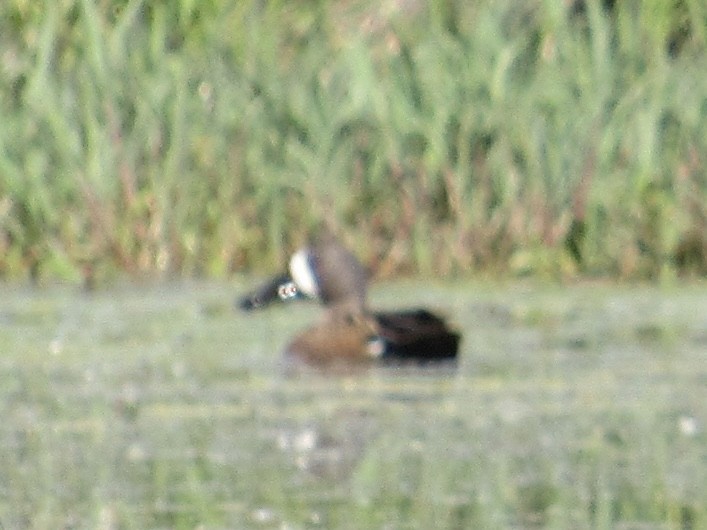 Blue-winged Teal - ML618823925