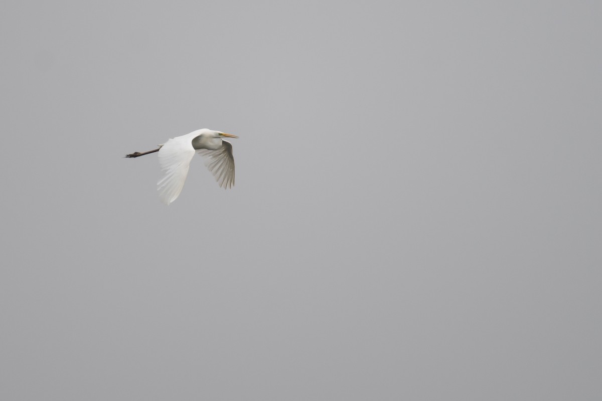 Great Egret (alba) - David Campbell