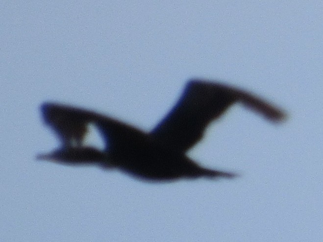 Double-crested Cormorant - ML618823964