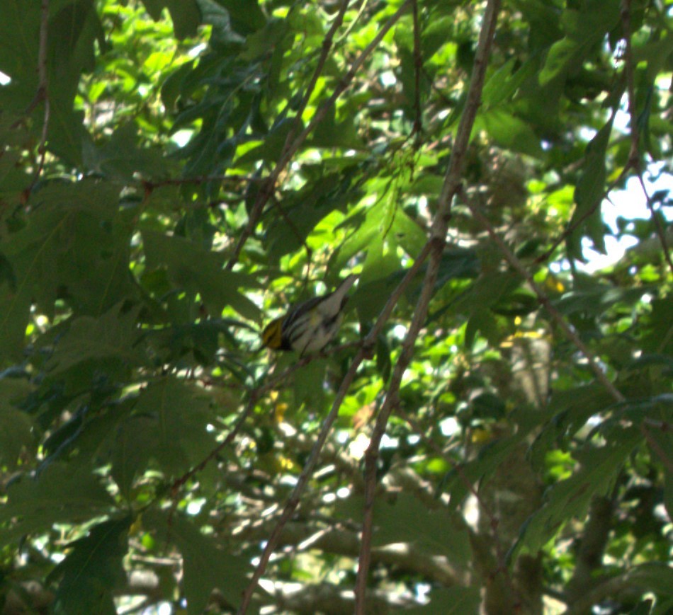 Black-throated Green Warbler - ML618823969