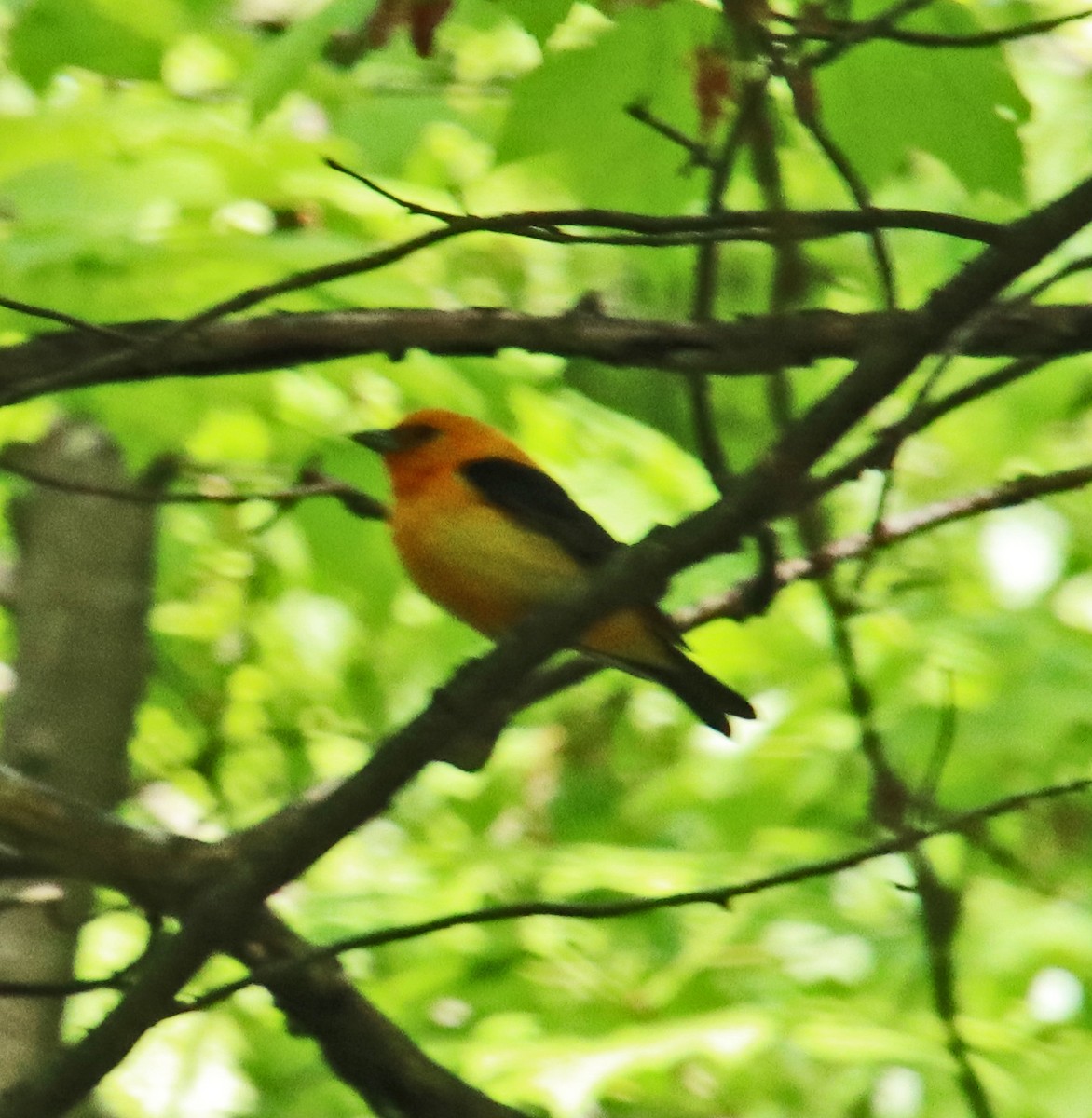 Scarlet Tanager - ML618823986