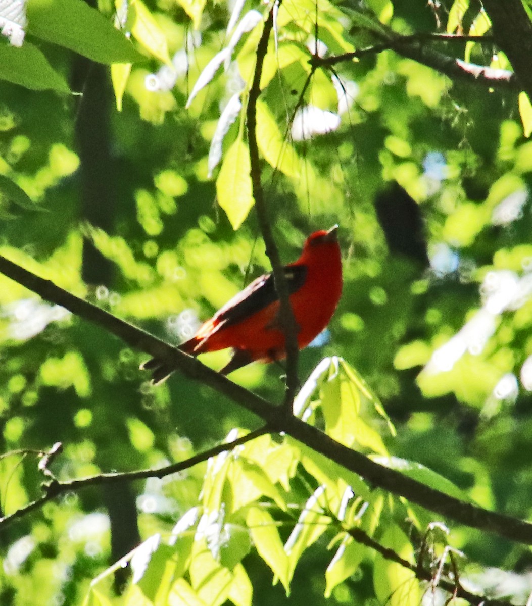 Scarlet Tanager - ML618823987
